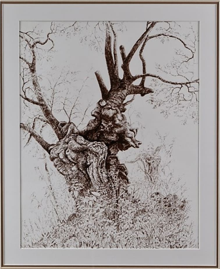 Ancient tree, Burnham Beeches (Bucks; England) – Ink – 2 ft 1 inch x 2 ft 5 inches